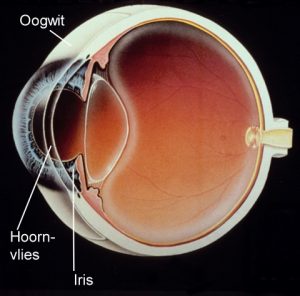 Het hoornvlies (doorsnede oog)