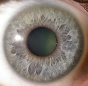 Figuur 3. De iris bevindt zich achter het hoornvlies; de variabele opening in het centrum van de iris vormt de pupil.