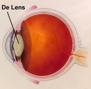 de lens van het oog
