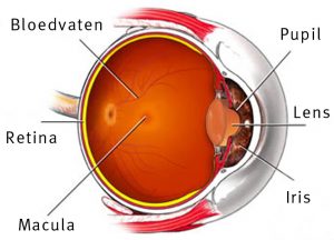 het oog met de localisatie van de retina en de macula